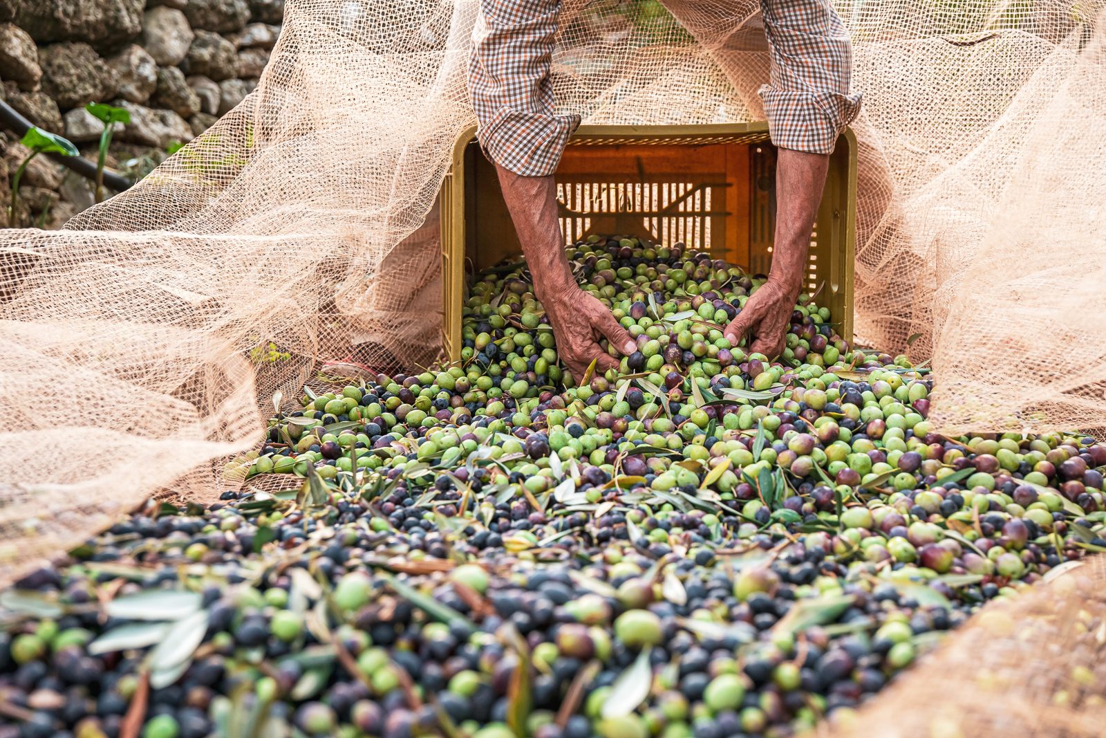 Raccolta delle olive